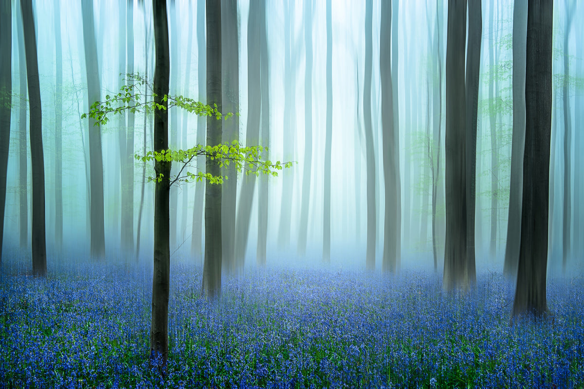 3-piece-aluminium-print-the-blue-forest