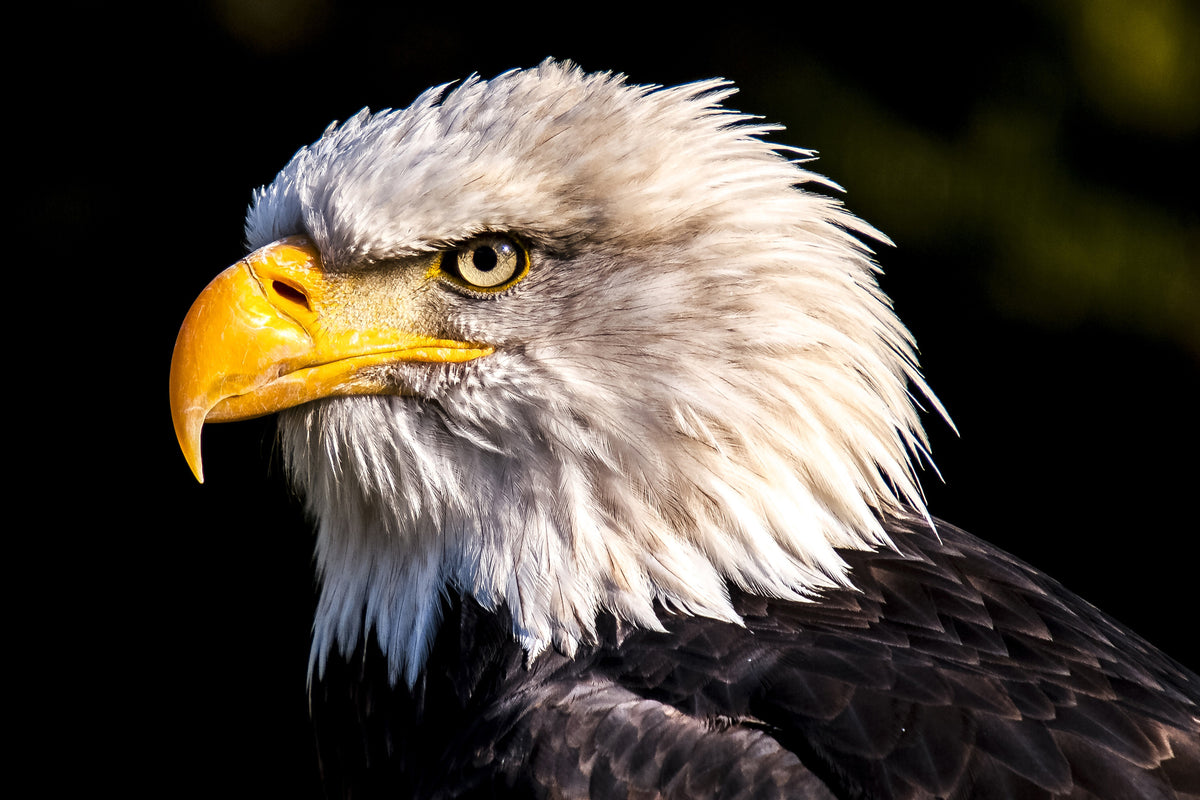 3-piece-acrylic-print-the-eagle-head