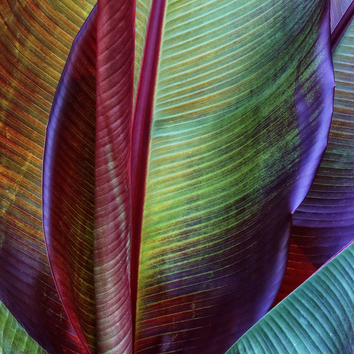 poster-print-banana-skin-x
