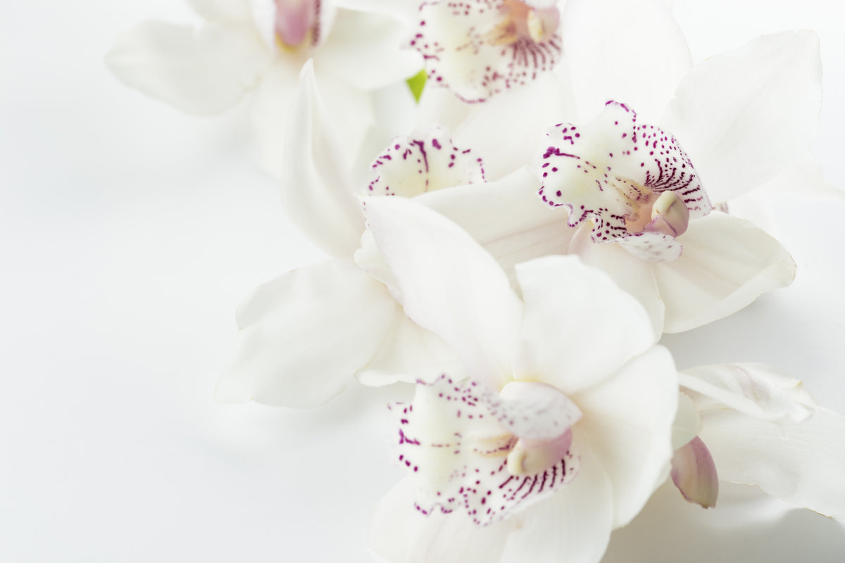 aluminium-print-fantastic-orchids