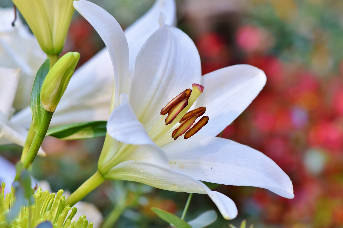 modern-3-piece-canvas-print-magnificent-lily-in-white