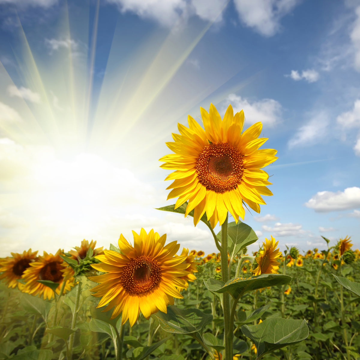 9-piece-aluminium-print-sunflower-in-sunlight