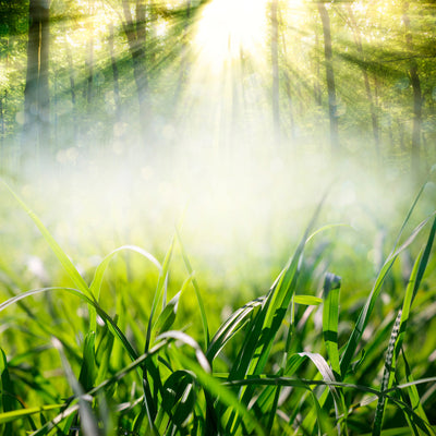 poster-print-magic-forest