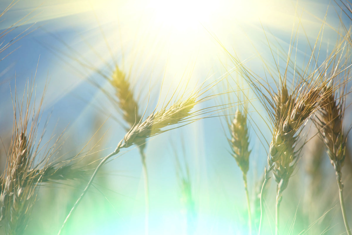 canvas-print-king-of-cereals