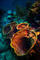 framedcanvas-print-coral-vulcanos