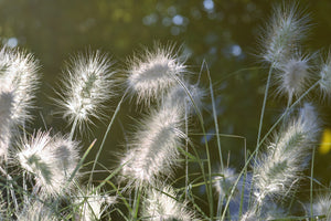 poster-print-ornamental-grasses-in-xl