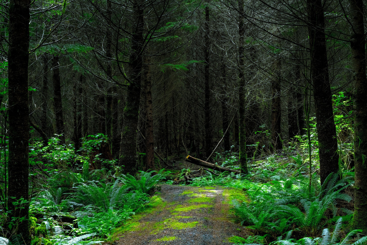 3-piece-acrylic-print-wild-forest