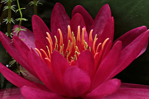 3-piece-acrylic-print-wonderful-water-lily