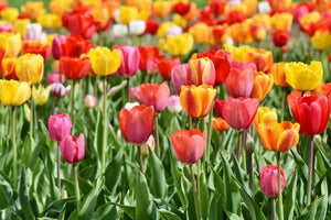 3-piece-aluminium-print-a-colorful-tulip-field