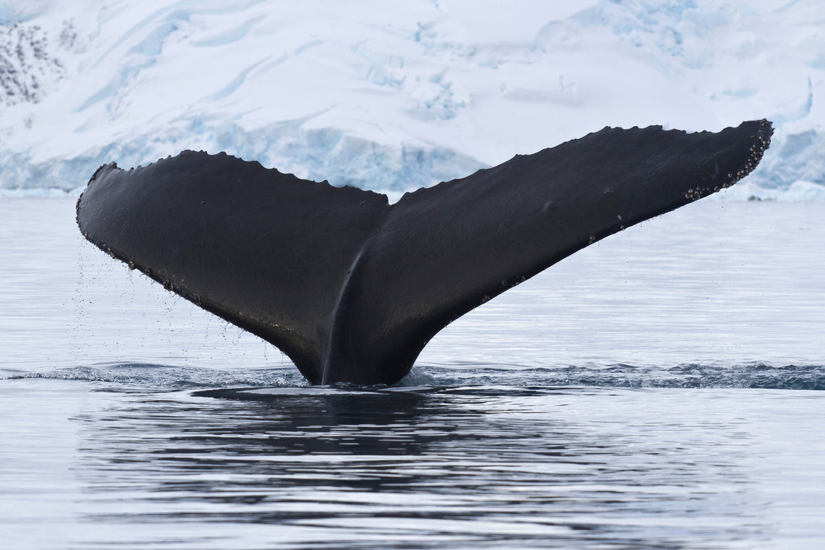 framedposter-print-the-humpback-whale