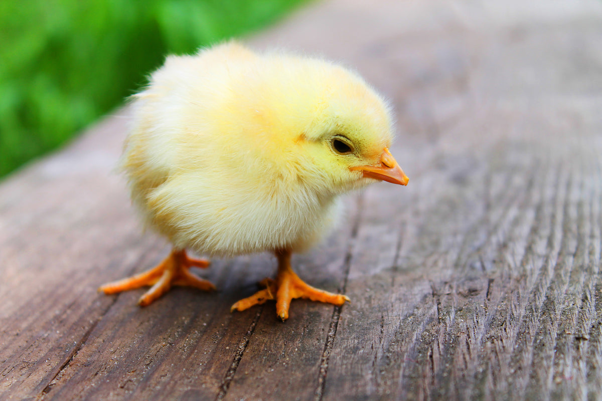canvas-print-the-chick