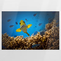 PO-075W050