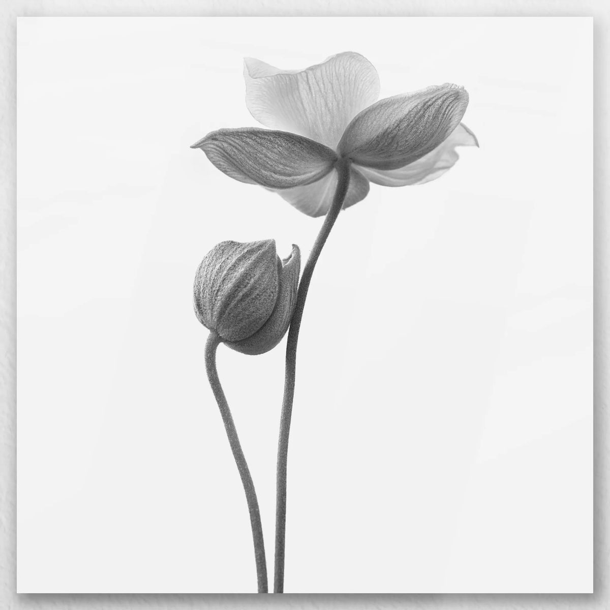 AL-050W050