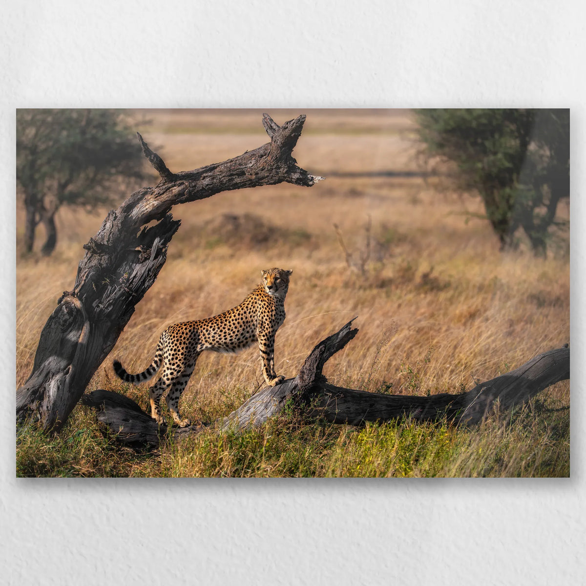 AL-060W040