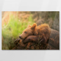 AL-075W050