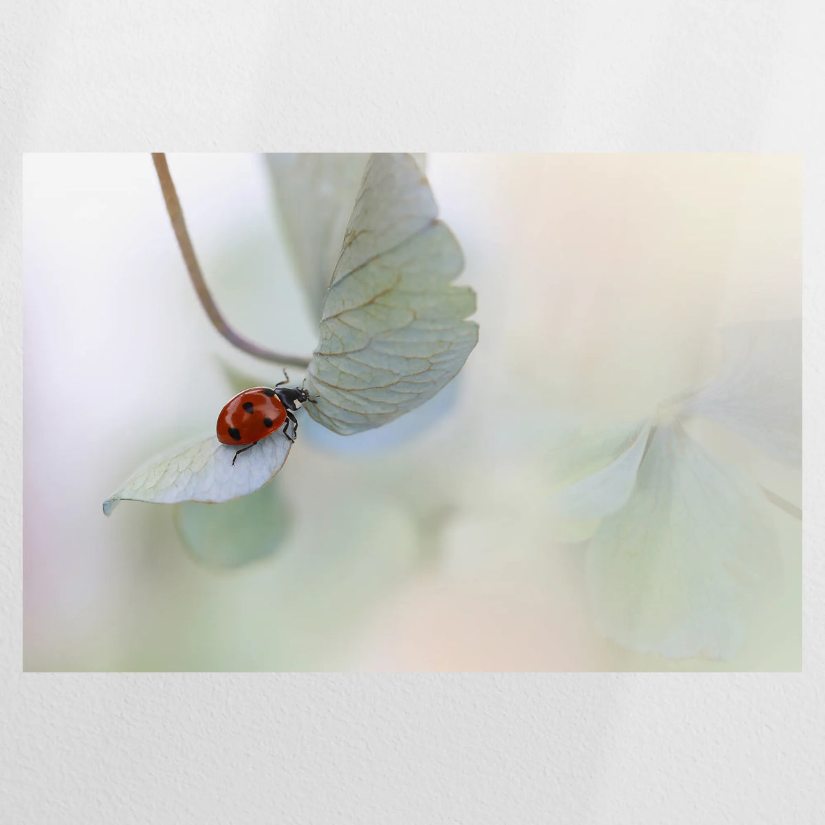 PO-075W050