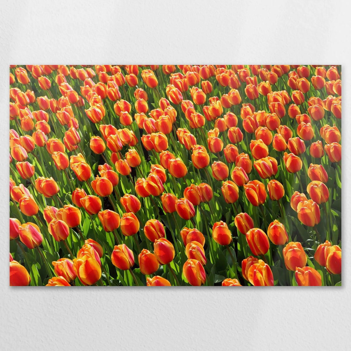 AL-120W080