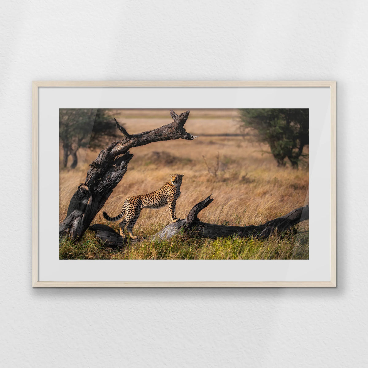 PNP093W062