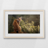 PNP060W040